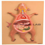 Rat Dissection Model